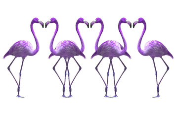 Bird flamingo walking on a white background , flamingo isolated on white background ,Beautiful bird flamingo