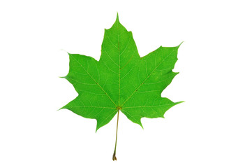 green maple leaf isolated on white background