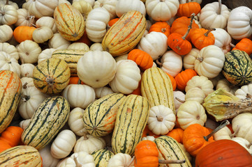 pumpkins with different colorful for decoration