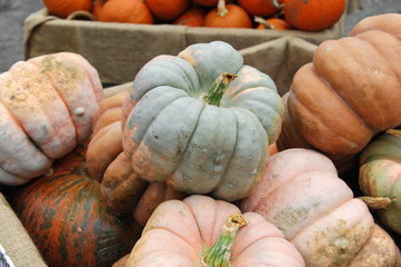 pumpkin harvest in autumn season