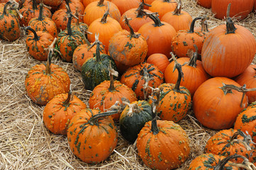 pumpkin harvest and arranged on the ground