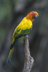 Beautiful Parrot, sun Conure , yellow parrot , small parrot 
