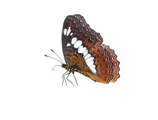 Fototapeta na wymiar Beautiful butterfly 