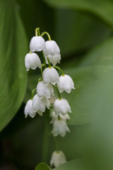 bloomed a white lily of the valley early