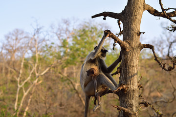 Mother Monkey