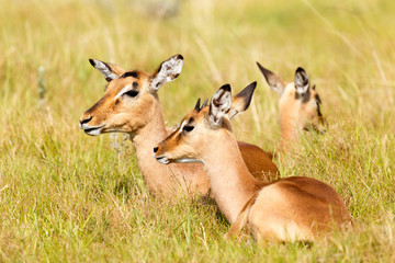 Mommy and Me -Nyala - Tragelaphus angasii