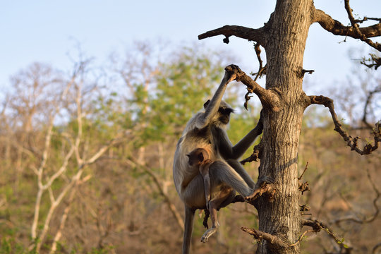 Mother Monkey