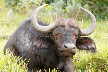 Naklejka premium Sleeptime - African Buffalo Syncerus caffer