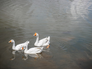 Ducks swimming in the river