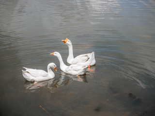 Ducks swimming in the river
