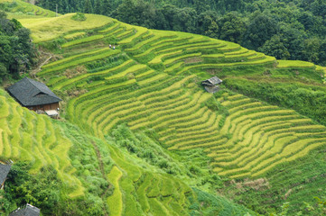 The terraced fields scenery in autumn
