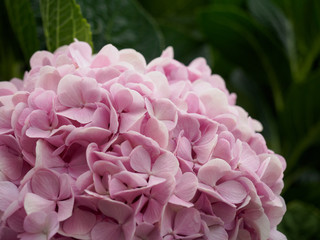 Hydrangea flower (Hydrangea macrophylla) in a garden