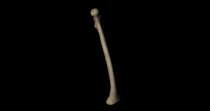 Femur bone of skeleton human gyrating on black background in 4K format