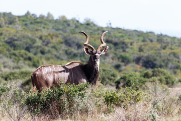 The Look - Greater Kudu - Tragelaphus strepsiceros