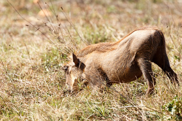 Deep in the Grass - Phacochoerus africanus  The common warthog