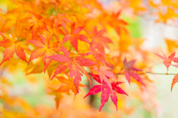 Beautiful Colorful Autumn Leaves