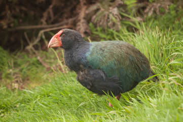 Takahe (Porphyrio hochstetteri)