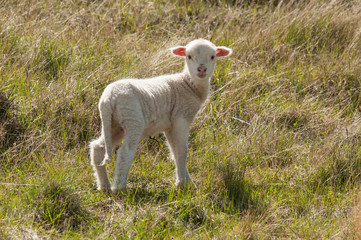 Naklejka na ściany i meble Young New Zealand lamb grazing on paddock