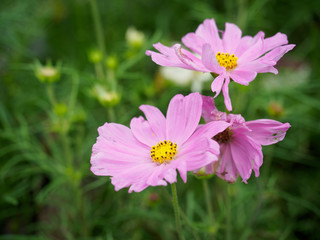 pink cosmos