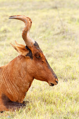 Thinking - Red Harte-beest - Alcelaphus buselaphus caama