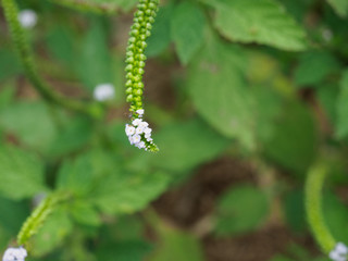 Tiny flower in garden