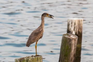 A night heron eating a crab on a post in a marina
