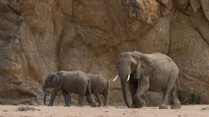 Fototapeta premium Desert elephant in the Ugab River