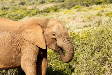 Fototapeta na wymiar I am Eating - African Bush Elephant