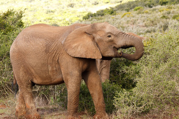 Food - African Bush Elephant