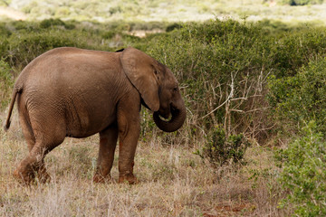 Naklejka na ściany i meble Baby - African Bush Elephant