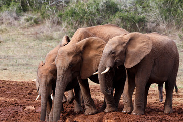 Almost no Water in Addo - African Bush Elephant