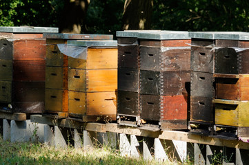 Row of colorful wooden beehives