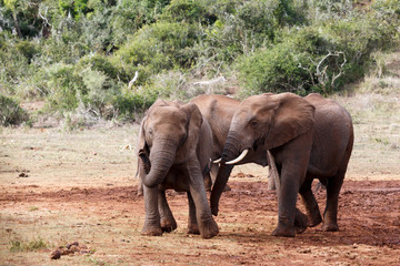 Fototapeta premium Pose - African Bush Elephant