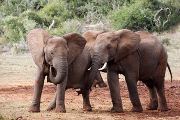 Fototapeta na wymiar Is that your ... - African Bush Elephant