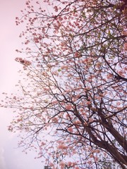 Prunus cerasoides pastel tone