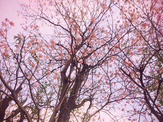 Prunus cerasoides pastel tone