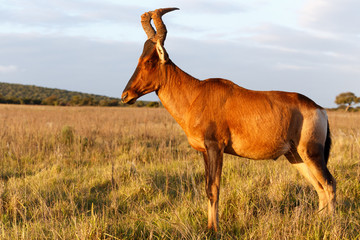 Ready Steady Go - The Red Harte-beest - Alcelaphus buselaphus ca