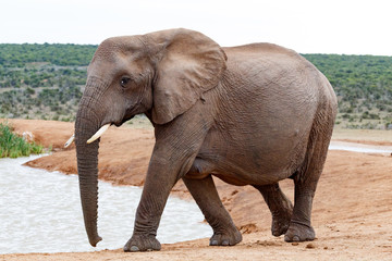 Obraz premium Female African Bush Elephant