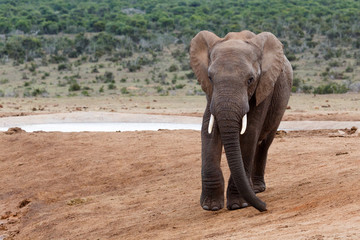 Fototapeta na wymiar Smile for the Camara - African Bush Elephant