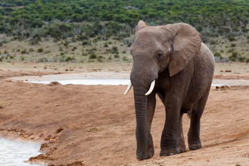 Fototapeta na wymiar At the Water - African Bush Elephant