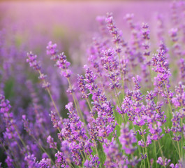 Obraz premium Lavender closeup nature