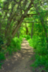 A blurry of walking trail in jungle with fresh greenery backgrou