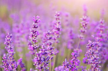 Obraz premium Lavender closeup nature.