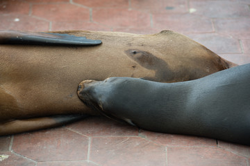 Fototapeta premium ガラパゴスアザラシ 