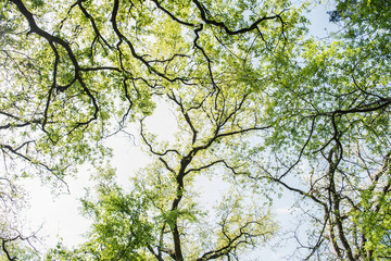 Obraz premium Greenery of Trees leaves and branches in wood at spring time