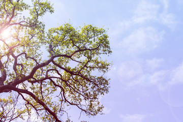 Greenery of Trees leaves and branches in wood at spring time wit
