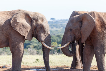 Staring at each other - African Bush Elephant