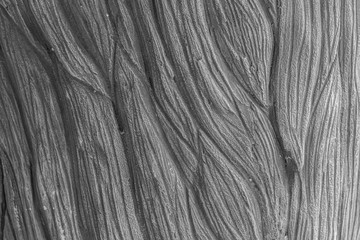 Background gray elephant skin.