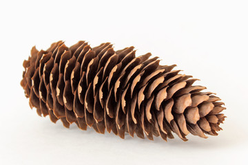 Big pine cone isolated on white background. Side view. 
