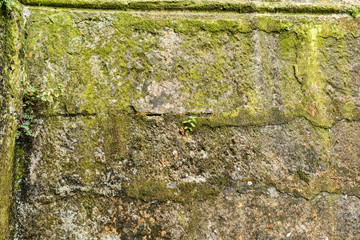 Wall with moss